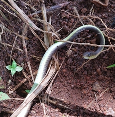 Psammophis