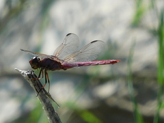 Orthemis ferruginea