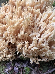 Ramaria stricta