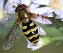 Syrphus torvus