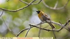 Caryothraustes poliogaster