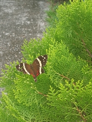 Anartia fatima