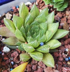 Haworthia cooperi