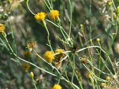 Porophyllum scoparium