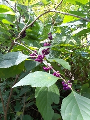 Callicarpa americana