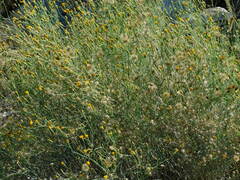 Porophyllum scoparium