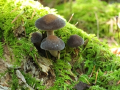 Agrocybe firma