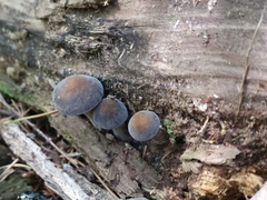 Agrocybe firma