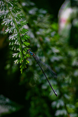 Allocnemis