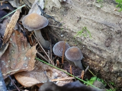 Agrocybe firma