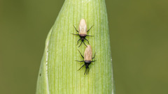 Catoplatus nigriceps