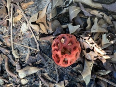Clathrus crispus