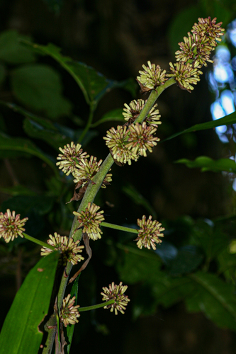 Dracaena fragrans