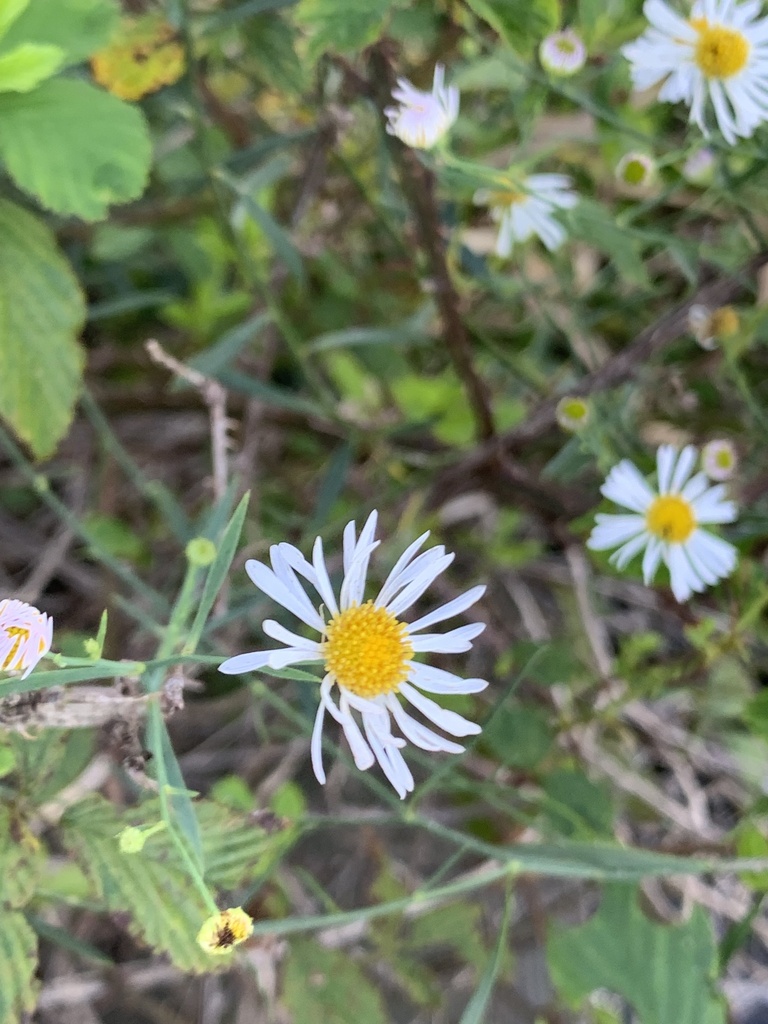 false aster from Ernest F. Hollings ACE Basin National Wildlife Refuge ...