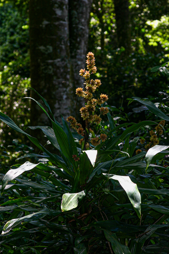 Dracaena fragrans image