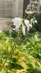 Agapanthus praecox