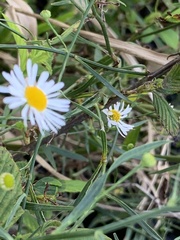 Boltonia asteroides