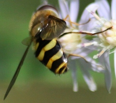 Syrphus torvus