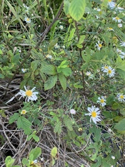 Boltonia asteroides