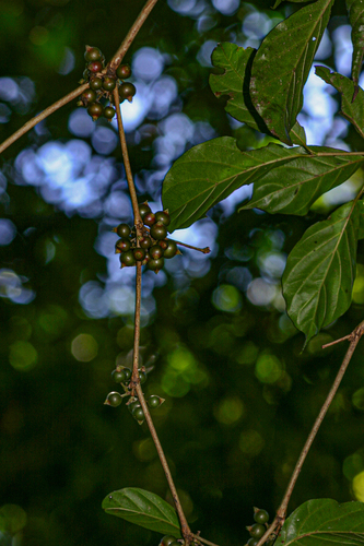 Heinsenia diervilleoides subsp. diervilleoides image