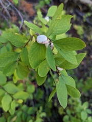 Symphoricarpos rotundifolius