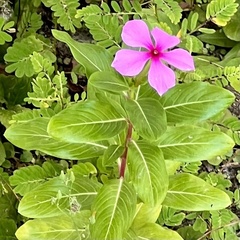 Catharanthus