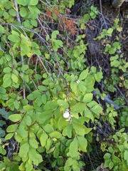Symphoricarpos rotundifolius