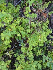 Symphoricarpos rotundifolius