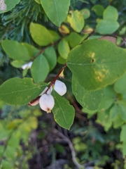Symphoricarpos rotundifolius