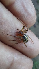 Alpaida veniliae
