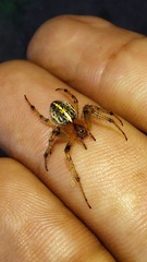 Alpaida veniliae