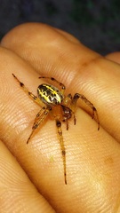 Alpaida veniliae