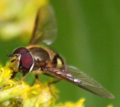 Syrphus torvus