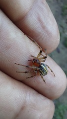 Alpaida veniliae