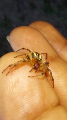 Alpaida veniliae