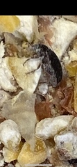 Dermestes undulatus