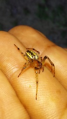 Alpaida veniliae
