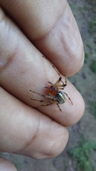 Alpaida veniliae