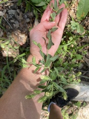 Brickellia eupatorioides