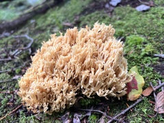 Ramaria stricta
