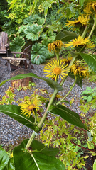 Inula helenium