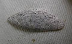 Cyclophora pendulinaria