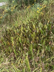 Pontederia cordata