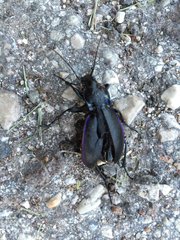 Carabus germarii