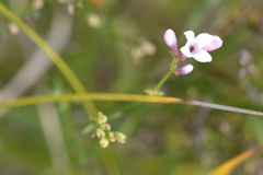 Asperula cynanchica