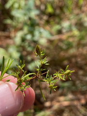 Hypericum galioides