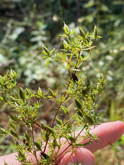 Hypericum galioides
