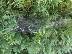 Frontinella pyramitela