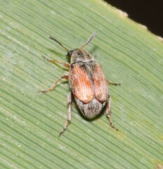 Acanthoscelides pallidipennis