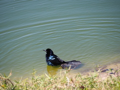 Quiscalus major westoni